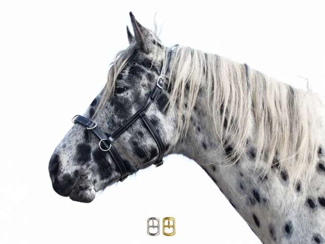 Cavesson PAP Appaloosa Edition black